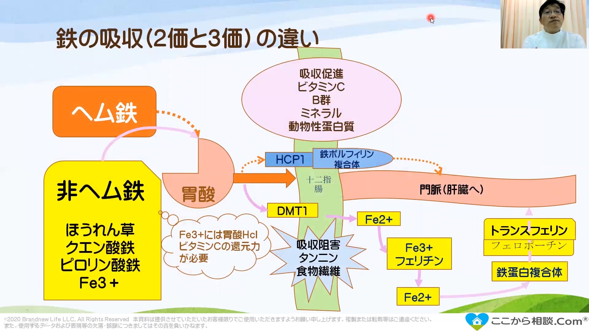 栄養学の基礎：鉄 Ver3